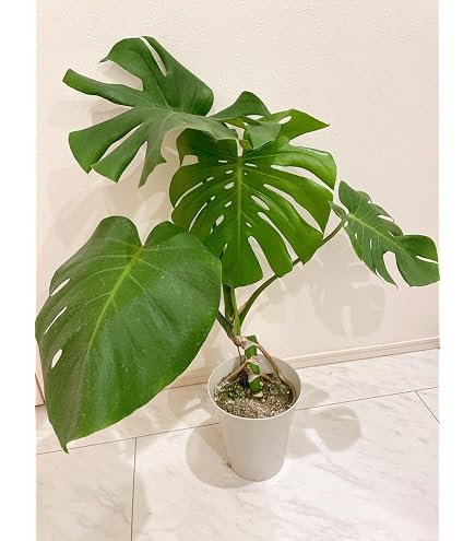 Amazon｜観葉植物 大型 モンステラ・デリシオーサ（根上がり仕立て