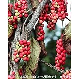 樹木:チョウセンゴミシ(朝鮮五味子) 10.5cmポット雌木苗【紫桜館山の花屋】