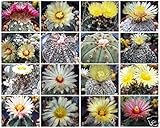 191.アストロフィツム mix種子 （Astrophytum Mix 10粒） [並行輸入品]