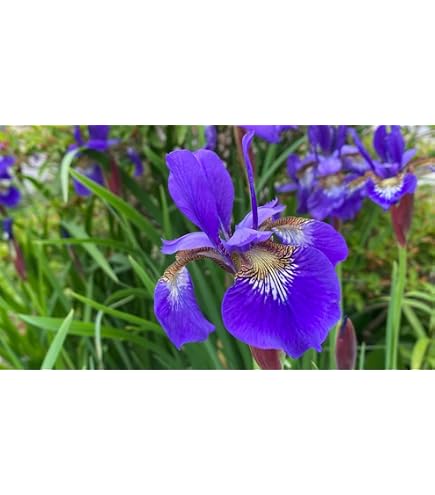 りぃです。購入済みです。耐寒宿根草　菖蒲湯用の菖蒲の株１株22-4(5) Amazon.co.jp: 菖蒲湯に使う菖蒲の株 5芽 : DIY・工具・ガーデン