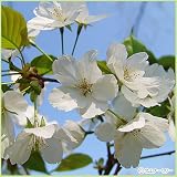 桜(サクラ)苗木 衣通姫桜