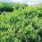 国華園　野菜たね　緑地・雑草抑制作物　ウインターベッチ　1袋（1kg）【※発送が国華園からの場合のみ正規品です】