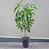 ホワイトサポテ苗　(フロリダ種)接木苗