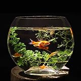 Amazon しんちんちんアクリル 容器 手作り ガラス細工 金魚鉢 アクアリウム テラリウム 直径28 5cm 高さ14cm しんちんちん 金魚鉢 通販