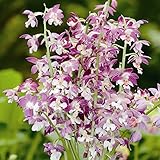 【2018年春～　開花見込み株】【山野草】交配エビネ　紫系