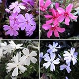 芝桜（シバザクラ）：ミックス48株セット[グランドカバーに！] ノーブランド品