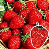 国華園　いちご苗　宝交早生　5株【※発送が国華園からの場合のみ正規品です】