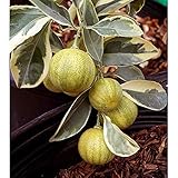 斑入りレモン：ピンクレモネード4号ポット[葉も実も斑入り！かんきつ類苗木]