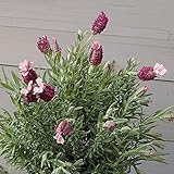 ラベンダー： キューレッド5号鉢植え[春の花、フレンチラベンダーの人気品種！]