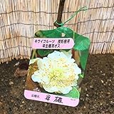 キウイ 苗木 早雄（早生オス） 12cmポット苗 そうゆう キウイ 苗 キウイフルーツ