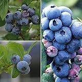 ブルーベリー：ハイブッシュ系3種受粉樹セット5号苗（デューク・スパルタン・エリザベス）[苗木] ノーブランド品