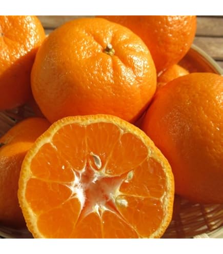 Amazon.co.jp: みかん 訳あり 大容量 箱込15キロ 熊本産 フルーツ