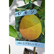 Amazon.co.jp: とげなしレモン苗 ビアフランカ檸檬苗木 果樹