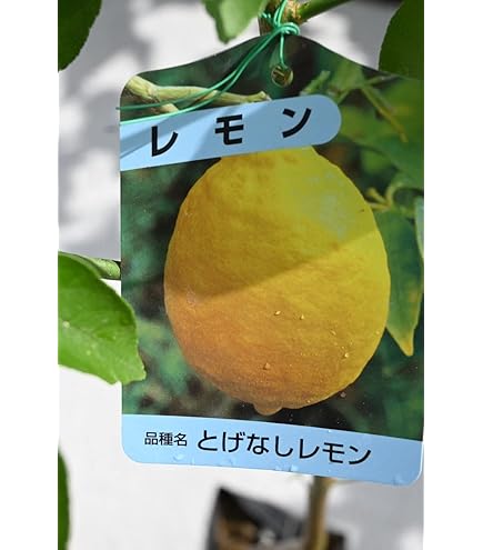 柑橘　果樹苗　トゲなしレモン　ビアフランカ　苗木 レモンの木 ビアフランカ 約1.9m 現品発送 特大株 植木苗木