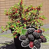 国華園　果樹苗　クワ　エンドレスブーケ　1株【※発送が国華園からの場合のみ正規品です】