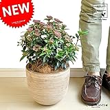 LAND PLANTS ビバーナムティヌス テラコッタ鉢