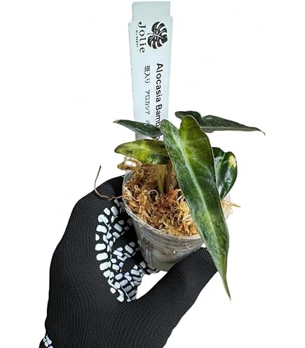 Amazon｜JolieNursery（ジョリーナーセリー）斑入りモンステラ