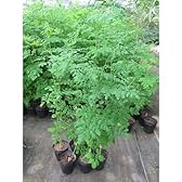 [特価！]モリンガ（わさびの木・マルンガイ）大株5～6号ポット6株セット[すぐに収穫できる！エコ植物・食育や環境教育に！]