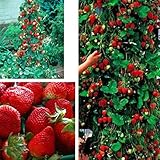 800pcs Strawberry seeds 2016 new red giant Climbing Strawberry Fruit Plant Seeds for Home Garden pla