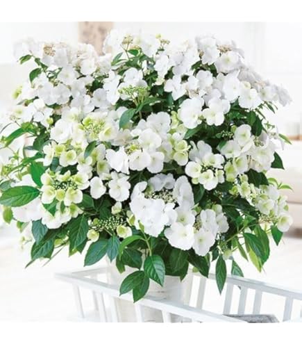 Amazon.co.jp: アジサイ 苗 苗木 マジカルラプソディー 1株 品種登録