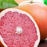 グレープフルーツ 苗木 【ルビー】 2年生 接ぎ木 スリット鉢植え