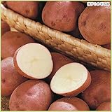 ジャガイモ・紅あかり（ベニアカリ）の種芋（2kg）