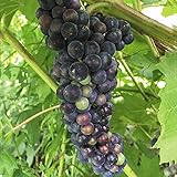 国華園　果樹苗　山ブドウ　岩手系選抜山ブドウ　1株【※発送が国華園からの場合のみ正規品です】