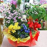 季節の鉢植え 寄せ鉢ギフトLL 3から5種類の鉢花や観葉植物をかごにおまかせアレンジ