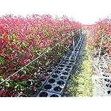 苗/苗木 【15本セット】 レッドロビン 樹高0.8m前後 15cmポット 苗 ベニカナメモチ ベニカナメ れっどろびん 垣根 生垣用 苗木 生垣 植木 庭木 生け垣 kc 15本 15