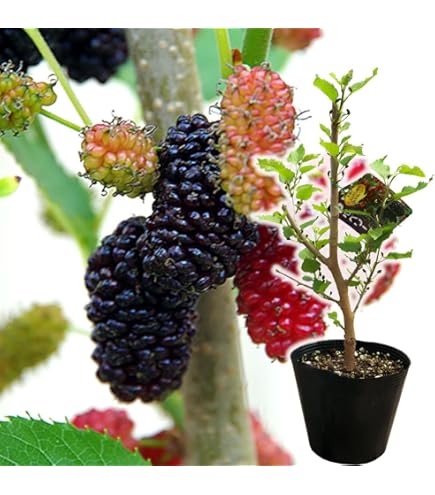 Amazon.co.jp: マルベリー（桑）苗木 スイートマルベリー 1年生苗 桑