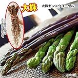 国華園　山菜苗　アスパラガス　大株ゼンユウヨーデル　10株【※発送が国華園からの場合のみ正規品です】