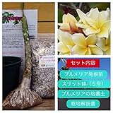 【希少なハイブリッド種】プルメリアのベアルート発根苗 ‘Moon Light' 栽培セット【スリット鉢・プルメリア専用培養土・栽培説明書つき】