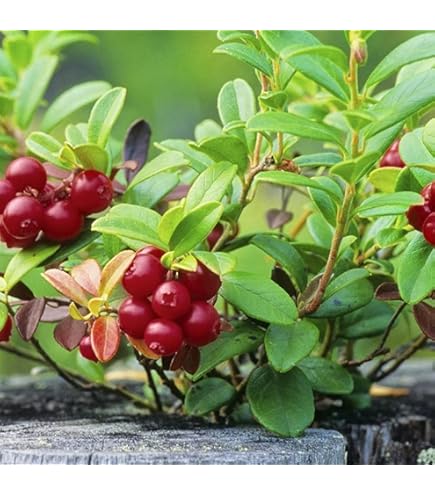 クランベリー　抜き苗　現品 Amazon.co.jp: クランベリー苗木 1年生苗 12-13.5cmポット苗