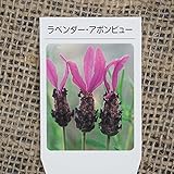 ハーブ 苗 【ラベンダー アボンビュー】 ストエカス系(フレンチラベンダー)3号ポット×5株セット ハーブ苗 セット