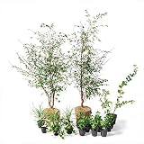 オンリーワン　ボーダー花壇　植栽セット　ブリーゼ　エリナ　やさしい景色　UN6-SET02