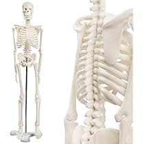 Amazon.co.jp: KIYOMARU シンプルな1/4サイズの全身骨格模型 人体模型