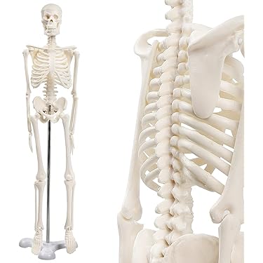 Amazon.co.jp 売れ筋ランキング: 人体模型・解剖モデル の中で最も人気