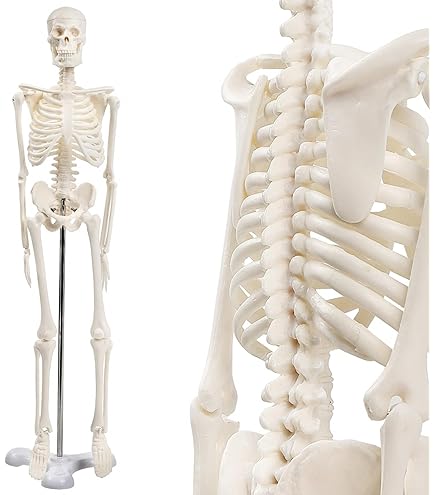 Amazon.co.jp: 3B社 等身大全身骨格模型 スタン標準型骨格モデル 直立