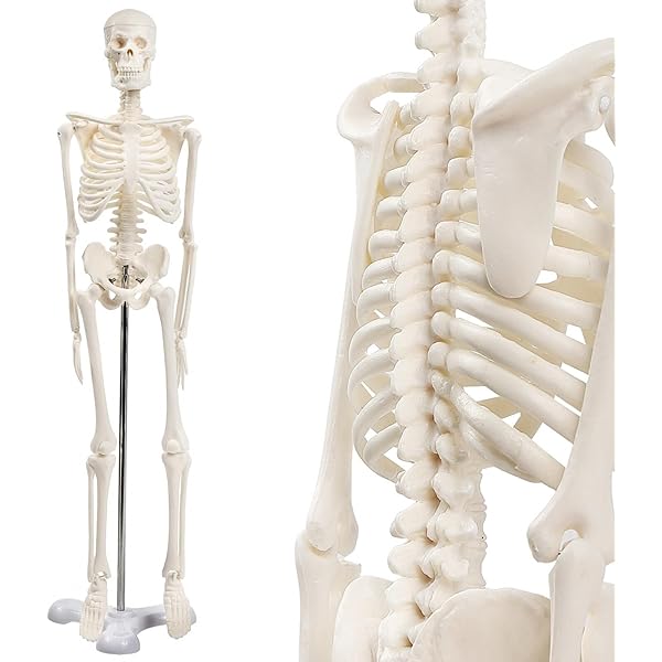 Amazon | 皮下脂肪型と内臓脂肪型の脂肪の付き方を比較できる下腹部の