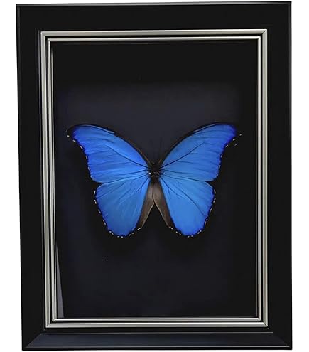 Amazon.co.jp: ジャイアントブルーモルフォ蝶標本、本物の Amazon.co.jp: ジャイアントブルーモルフォ蝶標本、本物の