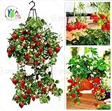 300 Climbing Red Strawberry Seeds very big and delicious ,Heirloom Vegetables and fruit seeds creepe