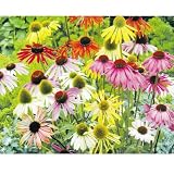 【メール便配送】　国華園　花たね　切花向き多年草　エキナセア　パラディーソミックス　1袋(約20粒)
