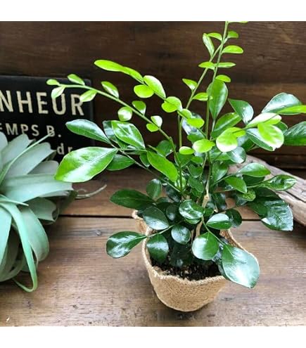 Amazon.co.jp: モンステラデリシオーサマクロコズム超希少系統鉢植え79