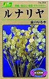 カネコ種苗 草花タネ164 ルナリア(金のなる木) 10袋セット