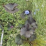 リグラリア：ブリットマリー クロフォード11cmポット[銅葉が美しい大型宿根草] ノーブランド品