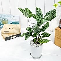 61MXwWrrniL._AC_UL210_SR210,