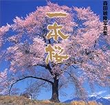 一本桜　森田敏隆写真集