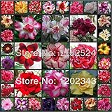 25 SEEDS - マルチカラーフレッシュアデニウムObesum種子 - 盆栽デザートローズフラワー植物の種子*