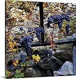 Johanna Huberプレミアムシックラップキャンバス壁アート印刷題名イタリア、ヴァッレ・ダオスタ、Verres、自然の石にブドウ壁 36" x 36" 2065202_24_36x36_none