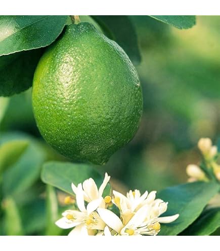 フレーバーグリーン1本、ライムクワット1本 フレーバーグリーン1本、ライムクワット1本 フレーバーグリーン1